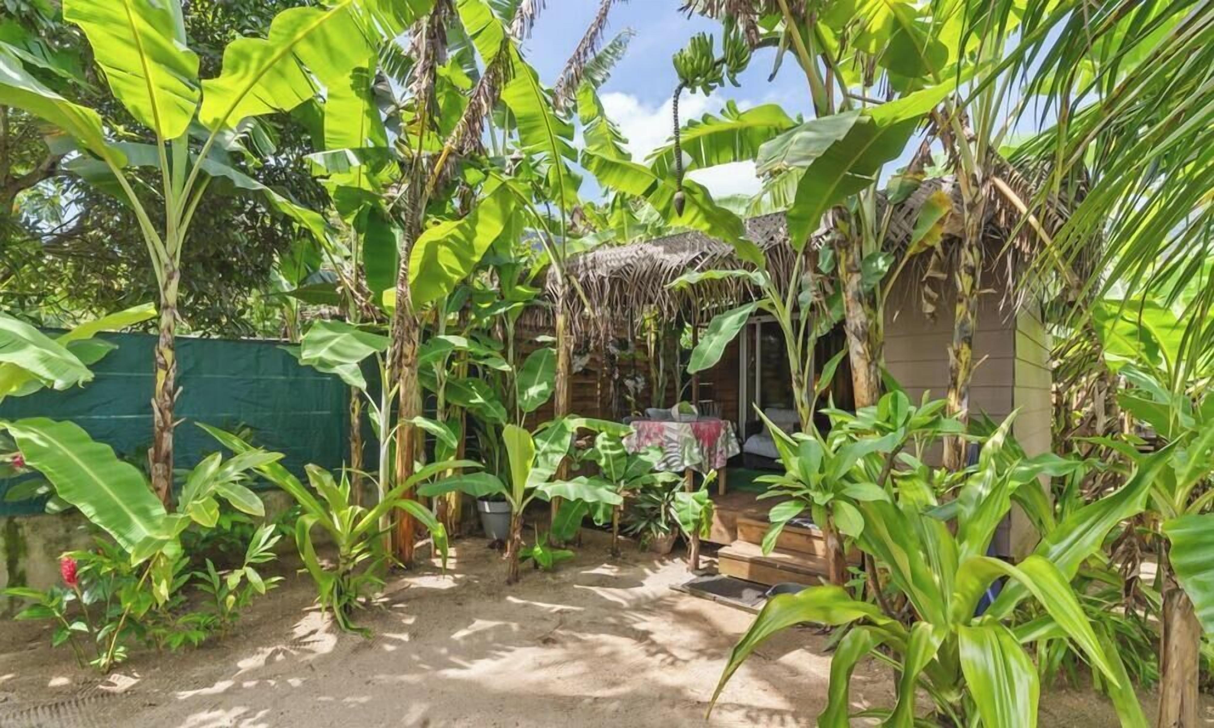 A tropical garden with banana trees, a thatched-roof structure, and a dirt path.