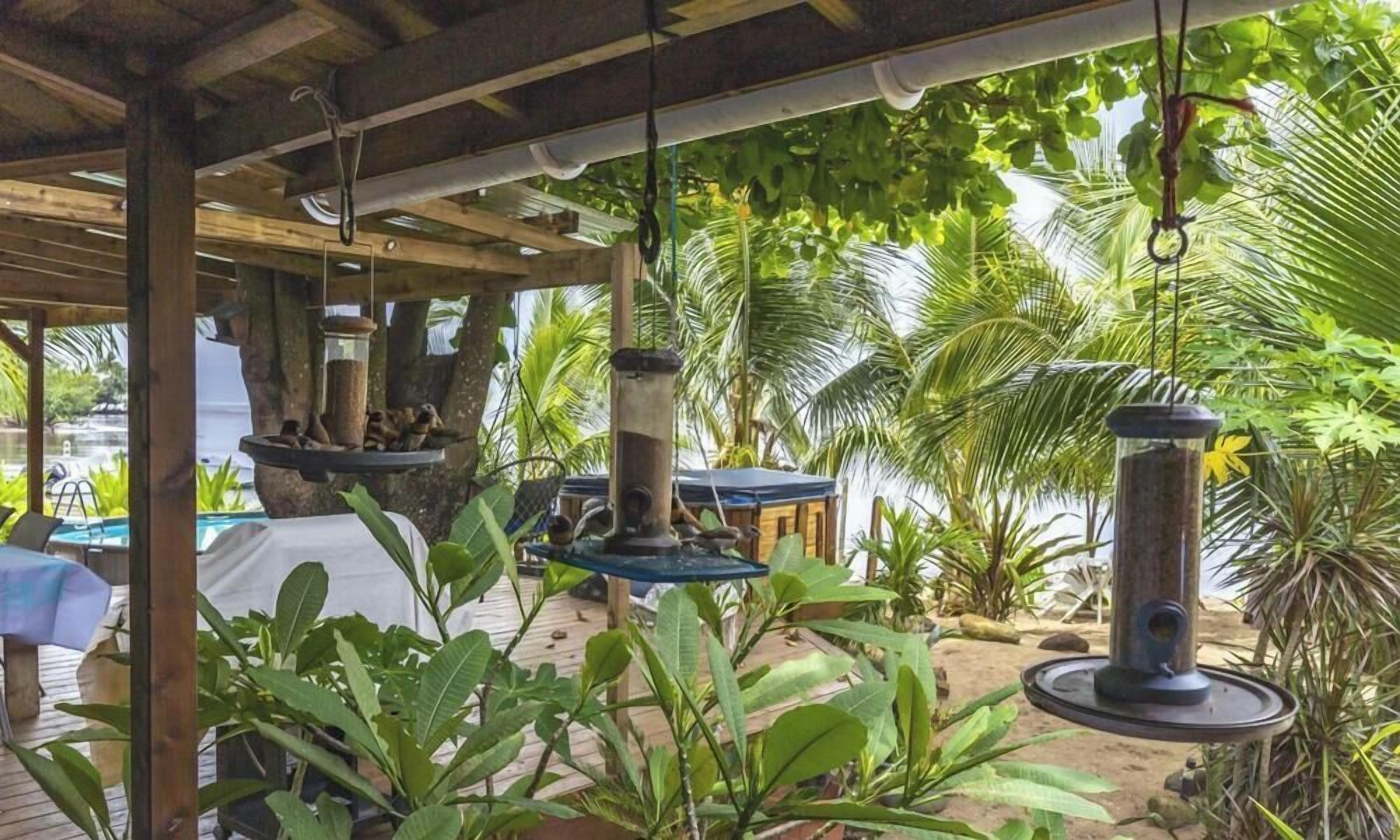 An outdoor area with a pool, hanging bird feeders, and lush tropical plants.