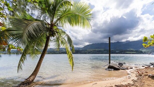A beach with a palm tree, clear water, and mountains in the background. - Temenino Pihiti Secluded Bungalow (Taiarapu-Ouest)