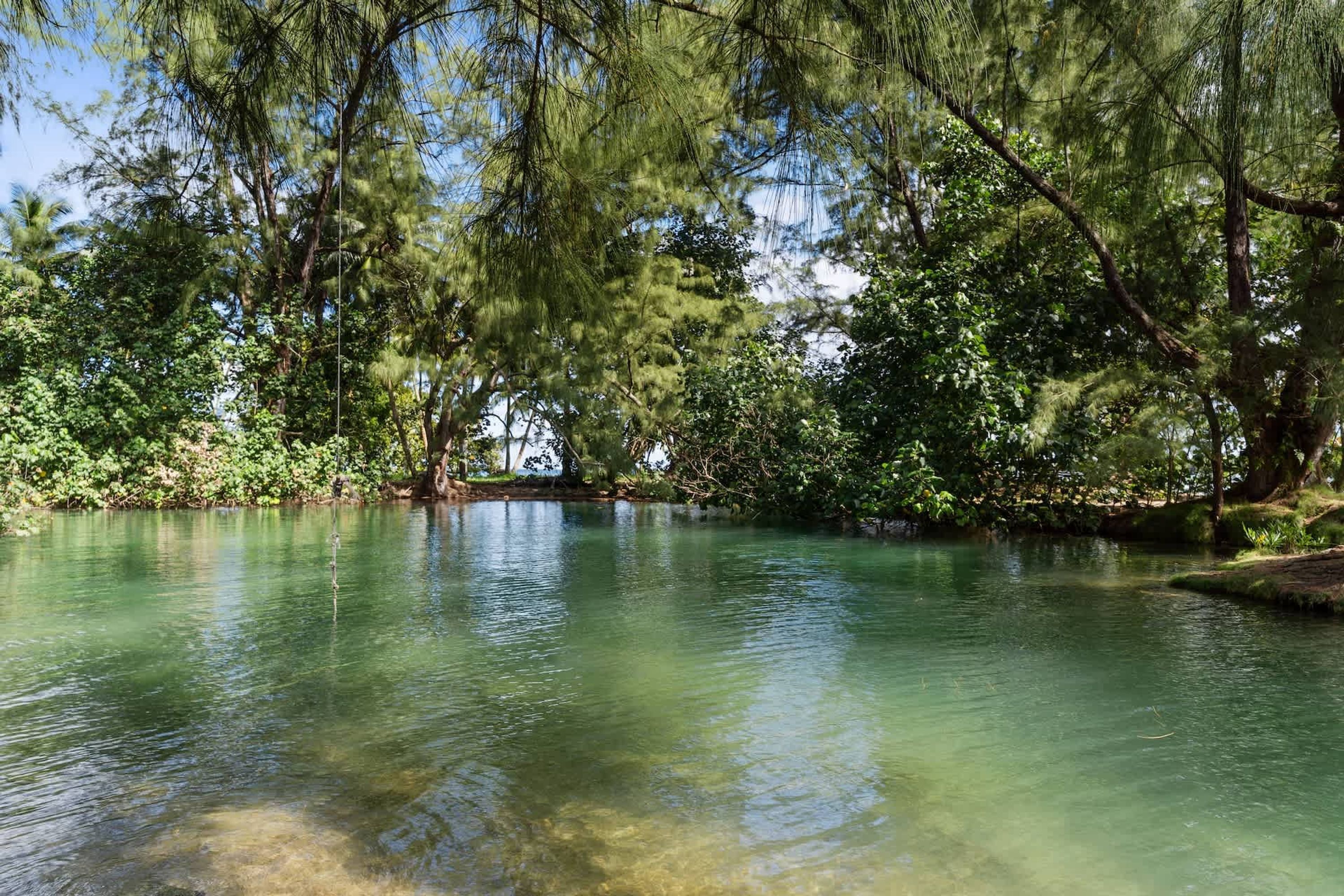 A serene pond surrounded by dense trees.