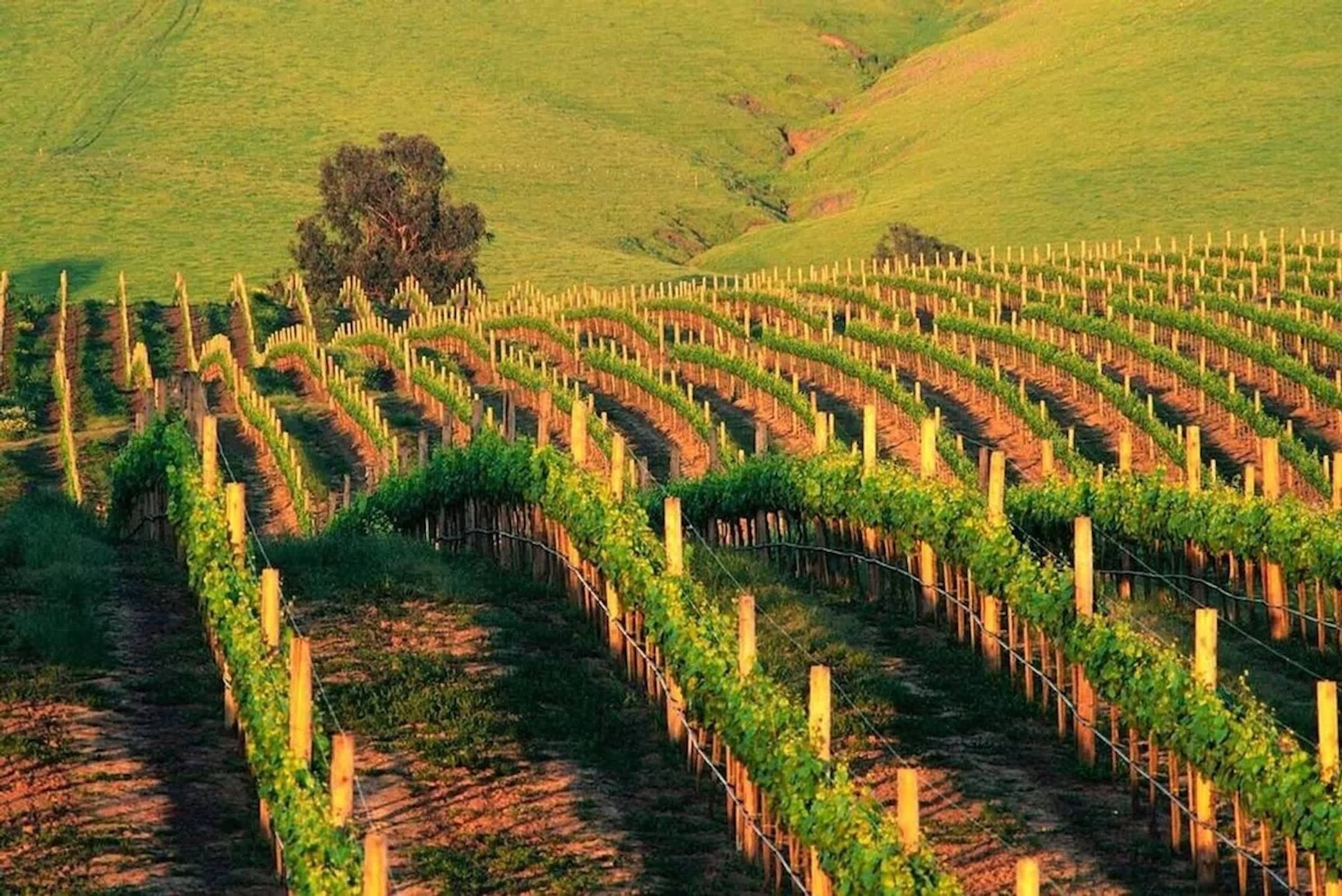 A vineyard with rows of grapevines.