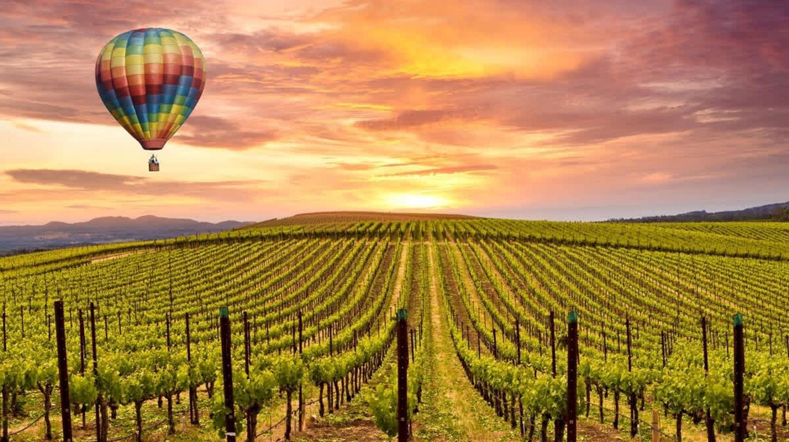 Viñedo con hileras de vides y un globo aerostático en el cielo.