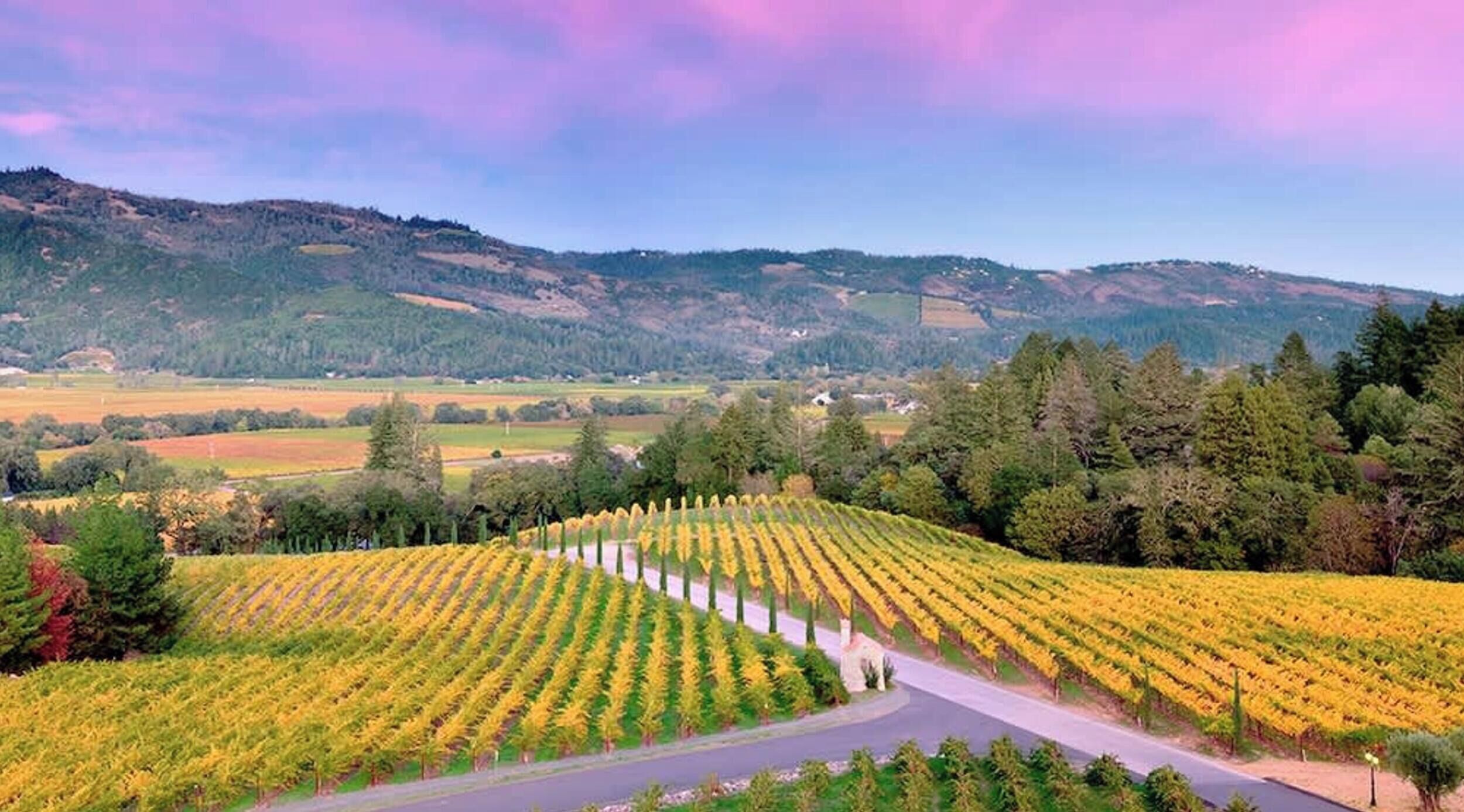 A vineyard with rows of grapevines, a road, and a hilly landscape in the background.