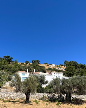 A coastal property with a stone wall, olive trees, and a hillside with buildings. - Pasparo Estate in Samos (Samos)