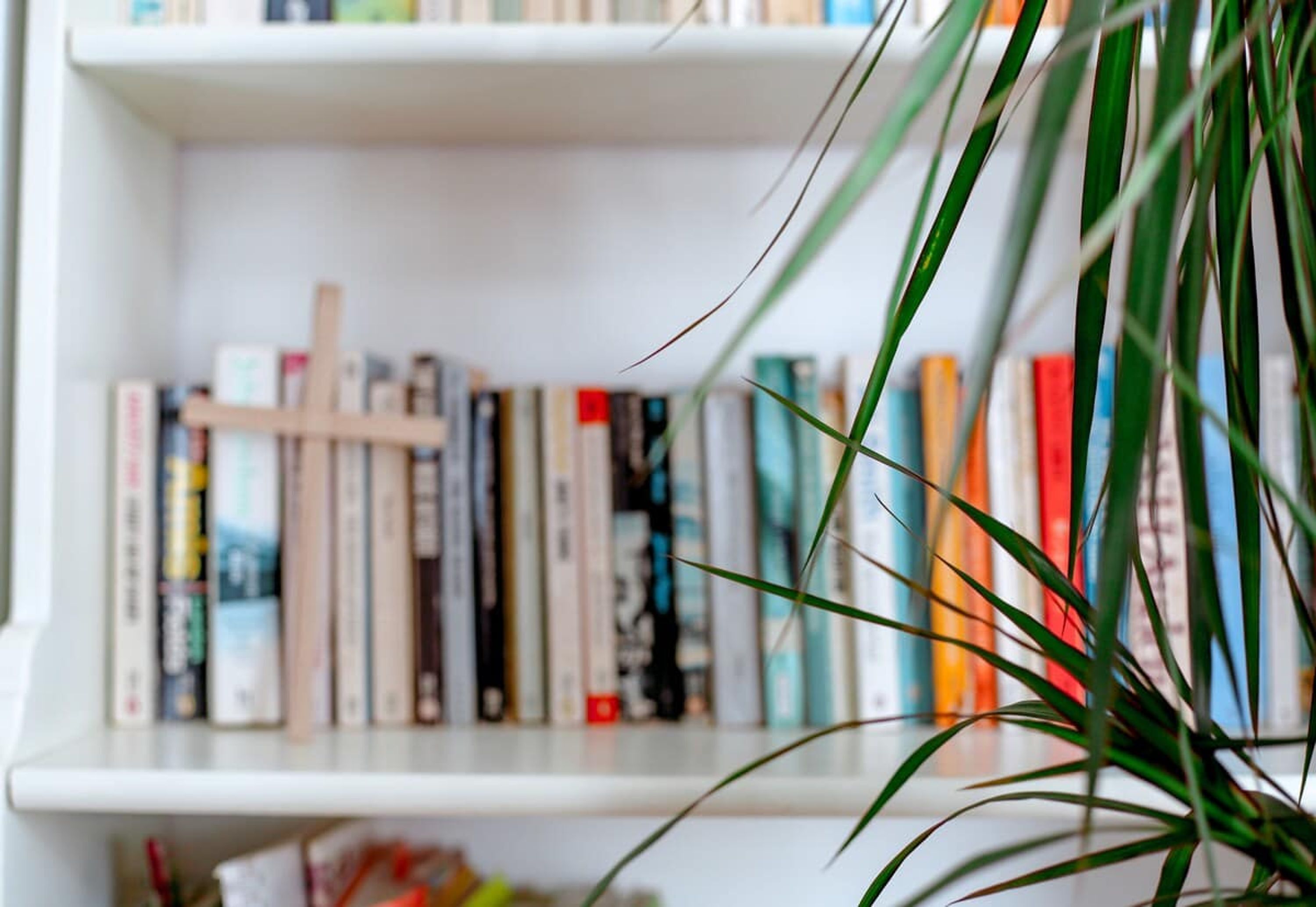 A bookshelf with books and a plant.