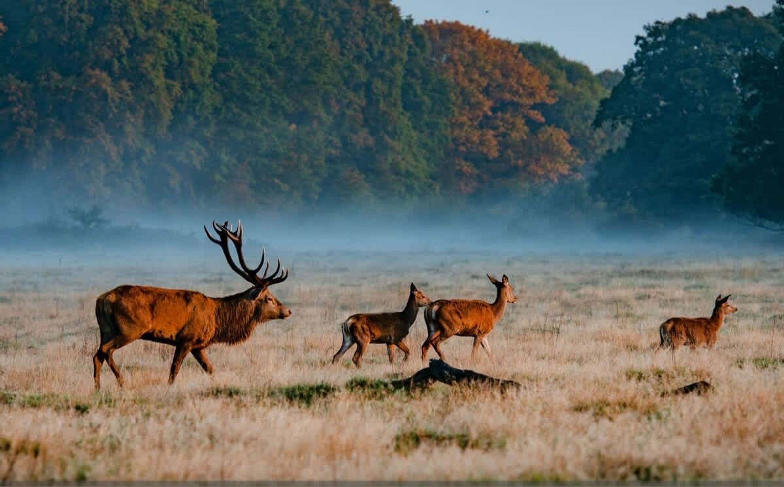 Un groupe de cerfs dans un champ herbeux, avec des arbres en arrière-plan.
