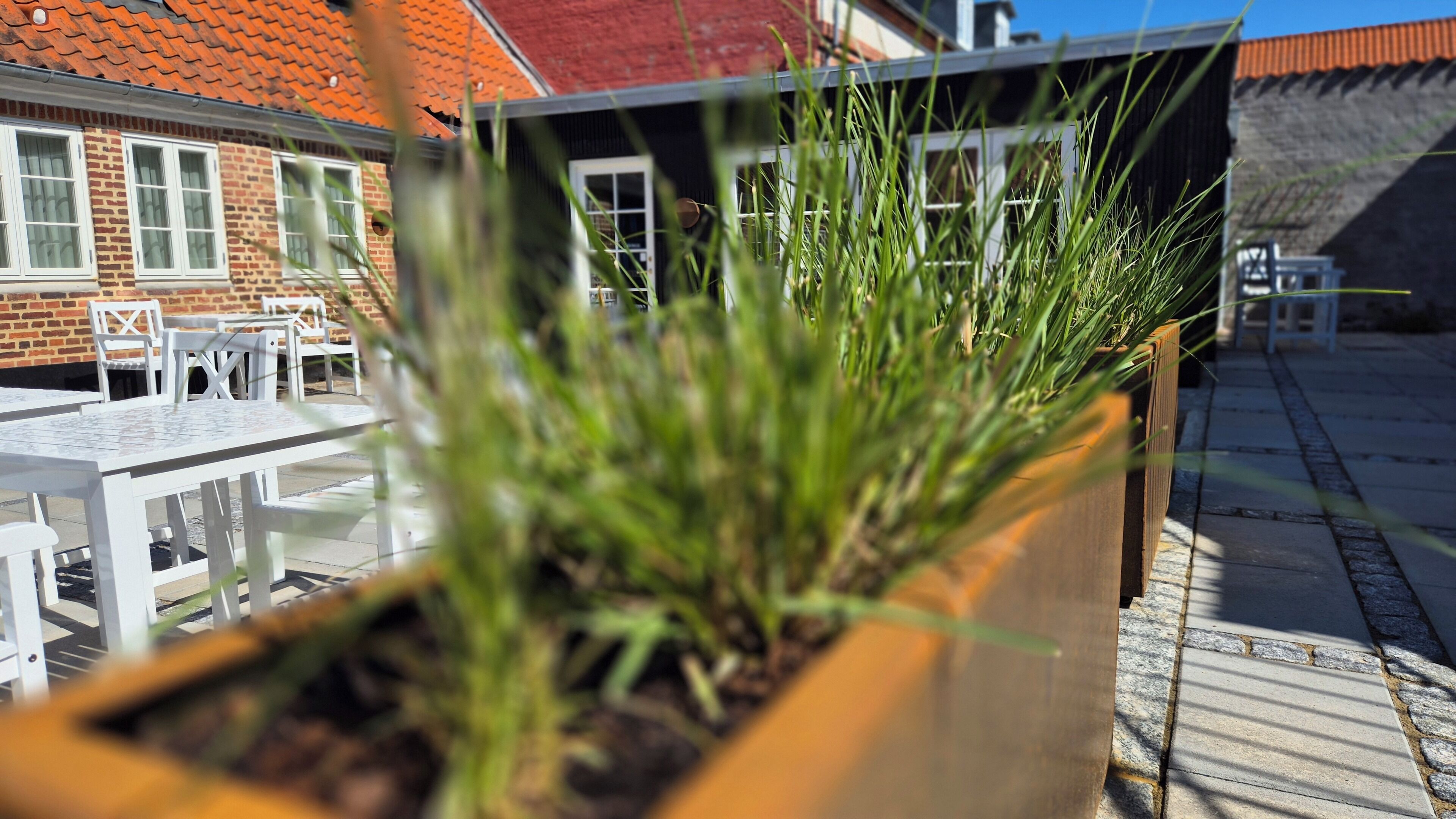 Een potplant op de voorgrond, met een terras in de achtergrond.