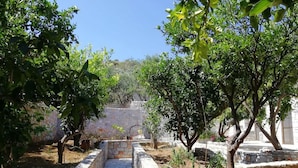 Un sentier de pierres qui traverse un olivier, avec des arbres de chaque côté.