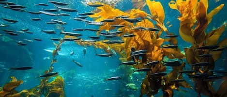 An underwater scene with a school of fish swimming among kelp.