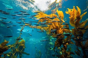 Eine Unterwasseransicht mit einem Schwarm Fische, die zwischen Kelpwelken schwimmen.