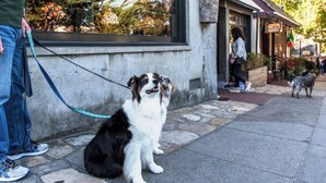 Un chien est assis sur un trottoir pavé de pierres, à côté d’un bâtiment dont la façade donne sur la rue.