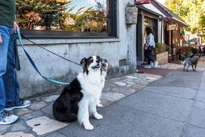 Ein Hund sitzt auf einem gepflasterten Bürgersteig neben einem Gebäude mit einer Ladenfront.