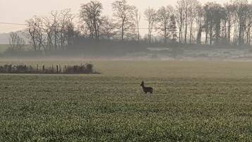 A field with a single animal in the distance, surrounded by trees and a fence.