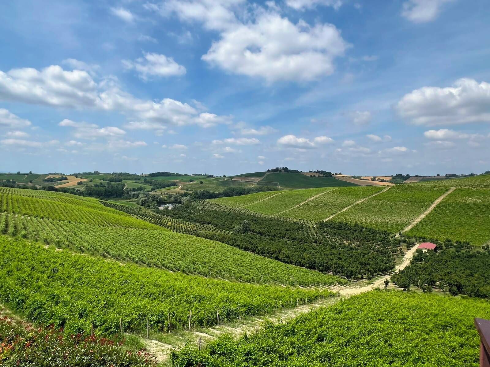 Viñedo con hileras de vid y un sendero de tierra.