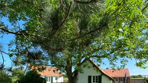 Et hvidt hus med rødt tag, omgivet af en velplejet græsplæne og et stort træ.