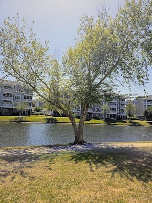 A tree-lined pathway leading to a body of water with a building in the background. - Sea Bound | Golf Getaway + Pool | Myrtle Beach (Myrtle Beach)