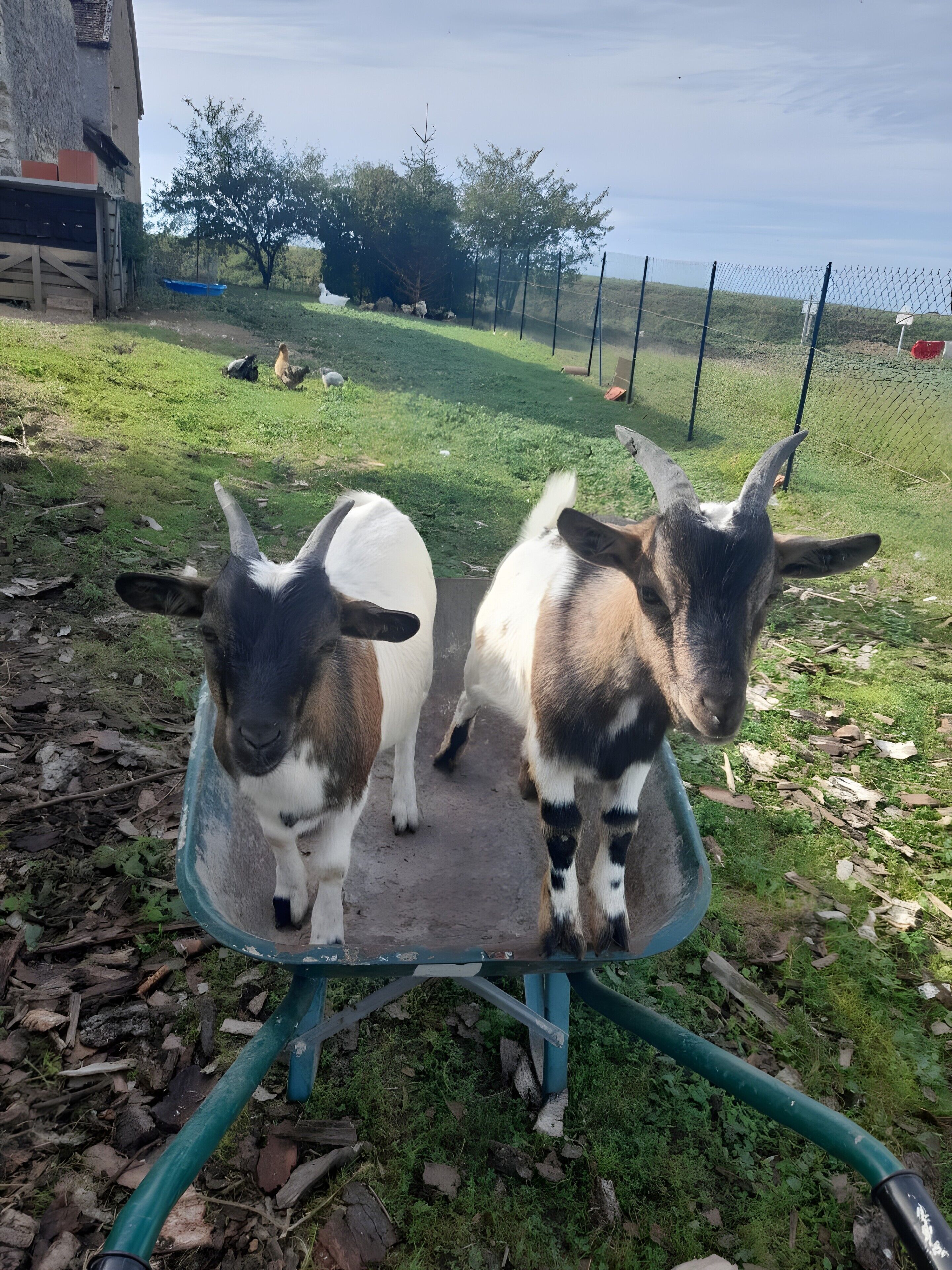 Twee geiten staan in een kruiwagen op een grasveld, met een hek en bomen op de achtergrond.