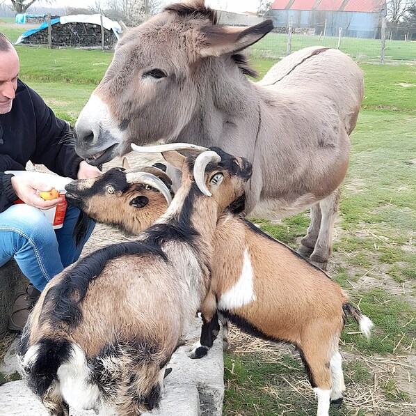 A donkey and two goats in an outdoor setting with a person sitting nearby.