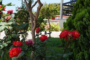 A garden with red roses and a neatly trimmed hedge. - Brati Arcoudi (Pineios)