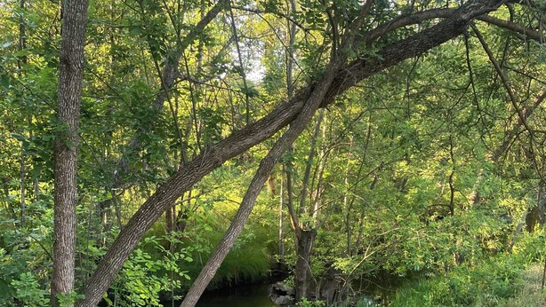 Un sendero de piedra que serpentea por un bosque con un pequeño arroyo.