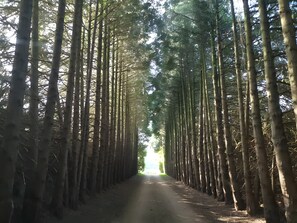A straight path flanked by tall, slender trees with sunlight filtering through the canopy.