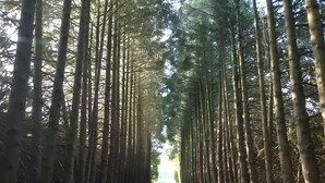 A straight path flanked by tall, slender trees with sunlight filtering through the canopy. - Bed and Breakfast 'La Suite Étoilée' with Shared Terrace, Shared Garden and Air Conditioning (Baugé-en-Anjou)