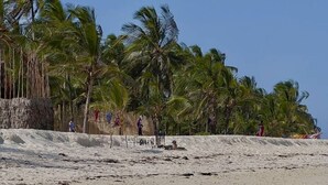 Ein Strand mit Palmen und sandigem Ufer.