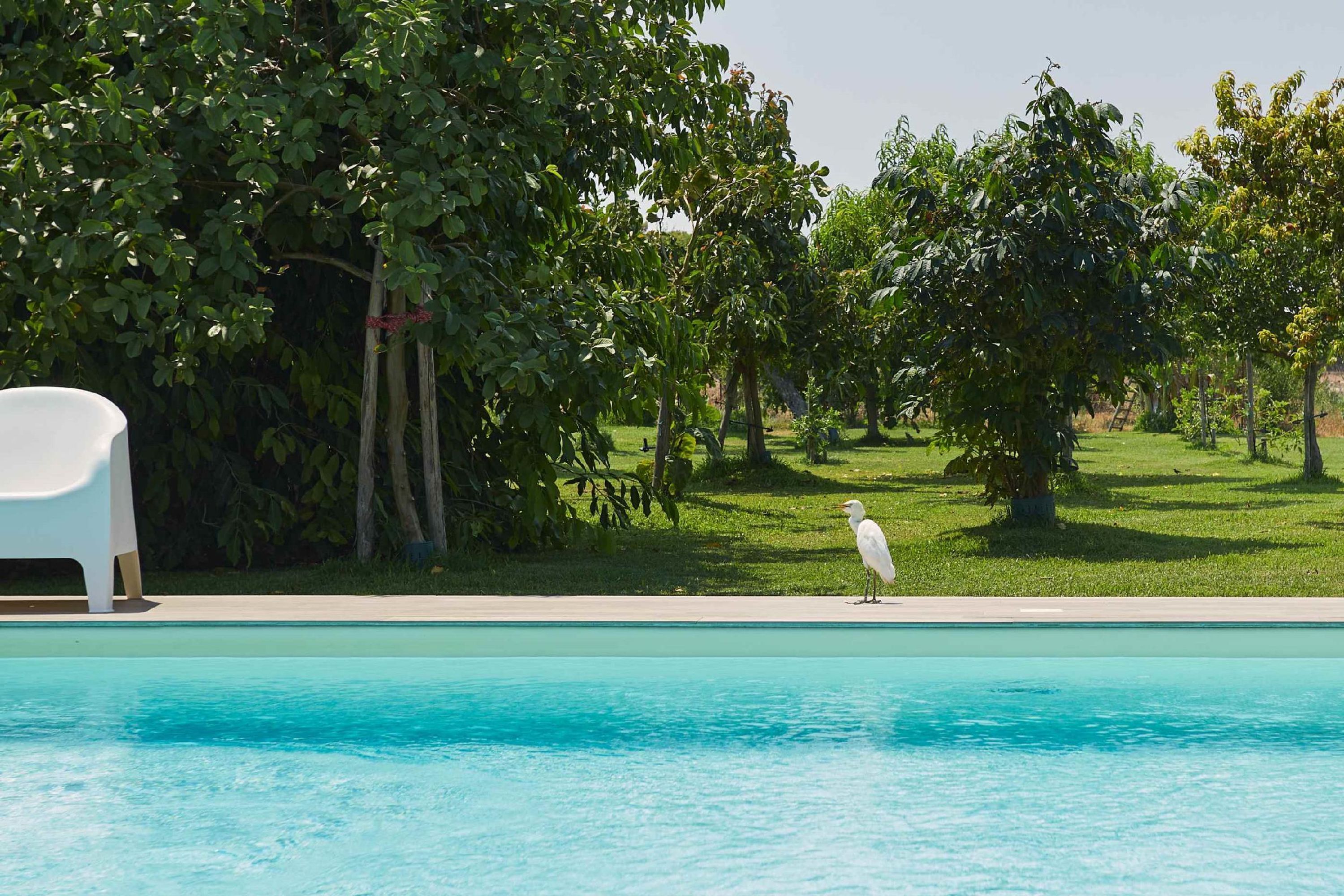 A swimming pool with a white chair and a bird standing on the grass.