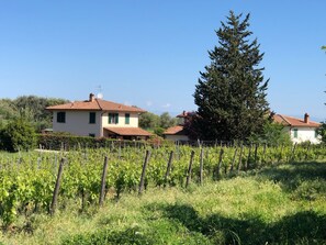A vineyard with rows of grapevines, a house with a red-tiled roof, and a large evergreen tree. - Cozy Tuscan house in Florentine Chianti among vineyards, olive groves and cypress trees. (Varna)