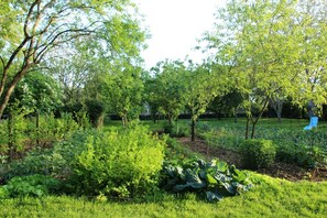 Un jardin avec différentes plantes et arbres, une pelouse et une chaise bleue.