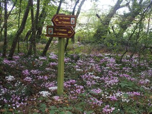 A directional signpost in a forested area with blooming flowers.