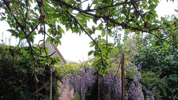 Un jardín con una escalera de piedra, abundante vegetación y enredaderas moradas en flor.