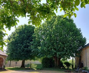 A large tree in a yard with a stone building and a fence in the background. - La Maisons des Tilleuls (THURAGEAU)