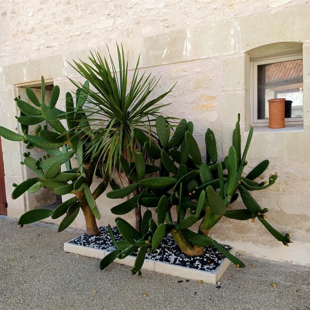 Een cactustuin met verschillende cactussen en een palmpje voor een stenen muur.