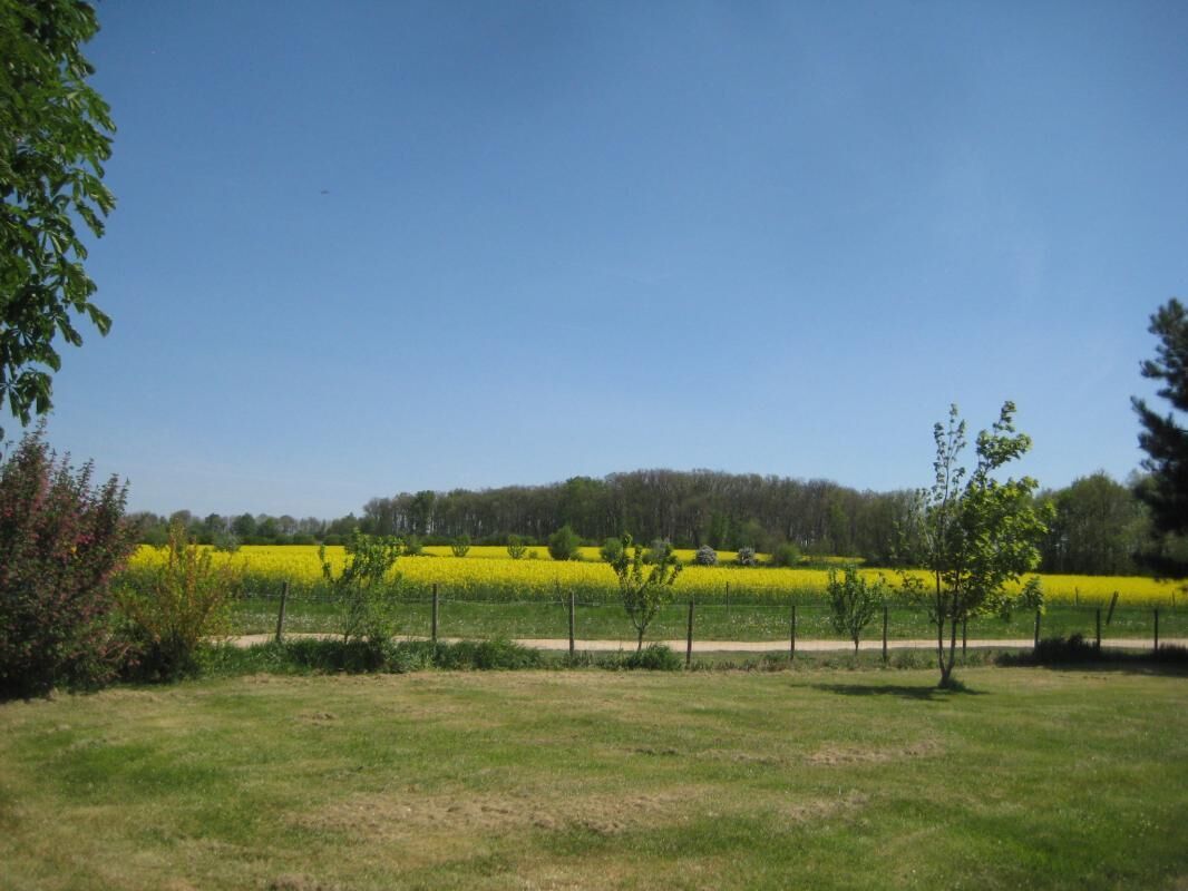 Een landelijk landschap met een veld vol gele bloemen, een helderblauwe lucht en een rij bomen.