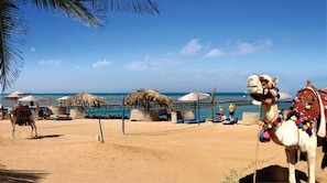 A beach with a camel, palm trees, and thatched umbrellas.