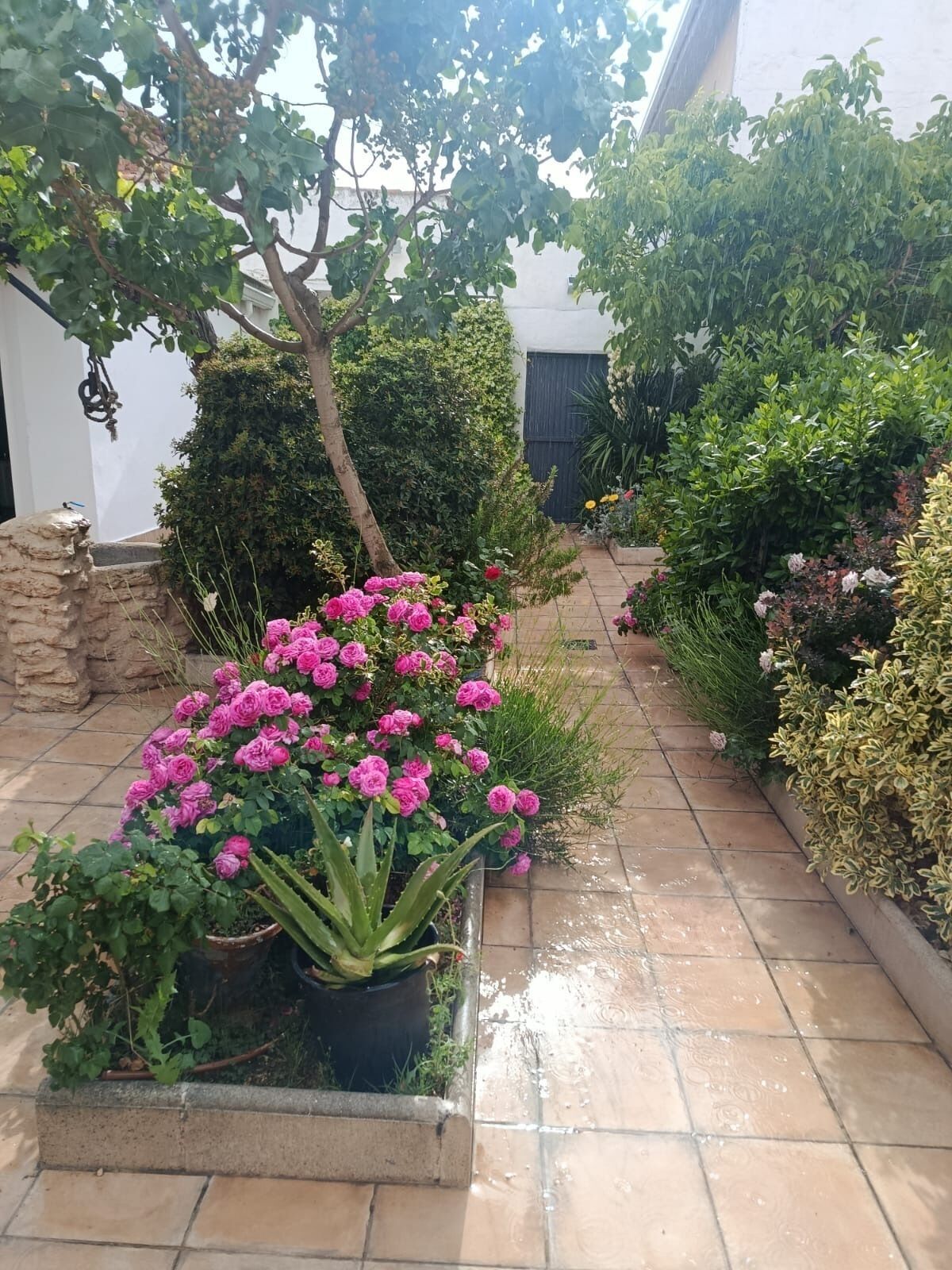 Ein Garten mit verschiedenen Pflanzen und Blumen, einer Steinmauer und einem gefliesten Weg.