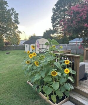 Ein Garten mit Sonnenblumen, einer Holzdielenveranda und einem kleinen Gartenhaus mit einer amerikanischen Flagge.