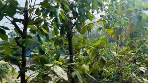 A view of a road with trees and greenery in the background. - 2-bedroom villa in charming Thodupuzha with cool AC (THODUPUZHA)