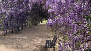 Een pad omzoomd met paarse wisteria, een bankje en een boom op de achtergrond.