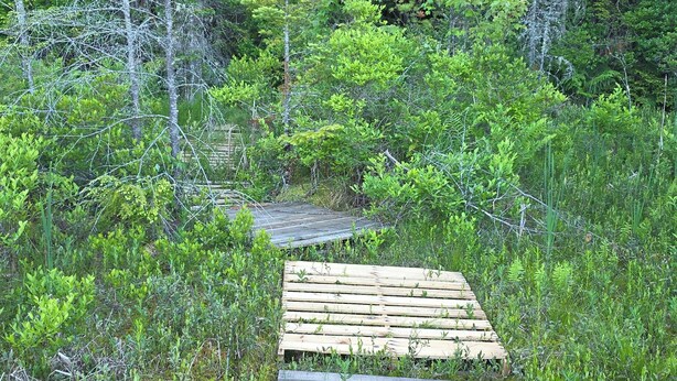 A wooden boardwalk through a dense forest. - Cozy Newly Renovated 3BR Madison Condo Pool + Tennis White Mountains Getaway (Conway)