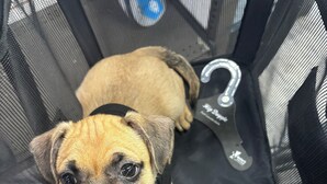 A small dog inside a pet carrier with a tag and a label. - Sleep next to REAL LIVE Puppies: only half an hour North of Downtown Austin! (Pflugerville)