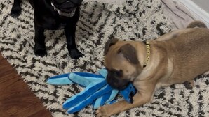 A black dog and a brown dog on a patterned rug with a wooden floor. - Sleep next to REAL LIVE Puppies: only half an hour North of Downtown Austin! (Pflugerville)