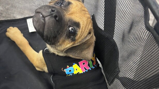 A dog lying on a mesh-covered surface with a black shirt that has colorful text. - Sleep next to REAL LIVE Puppies: only half an hour North of Downtown Austin! (Pflugerville)