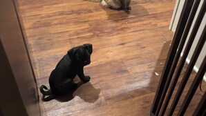 A kitchen with wooden flooring, a stainless steel oven, and a white cabinet. - Sleep next to REAL LIVE Puppies: only half an hour North of Downtown Austin! (Pflugerville)
