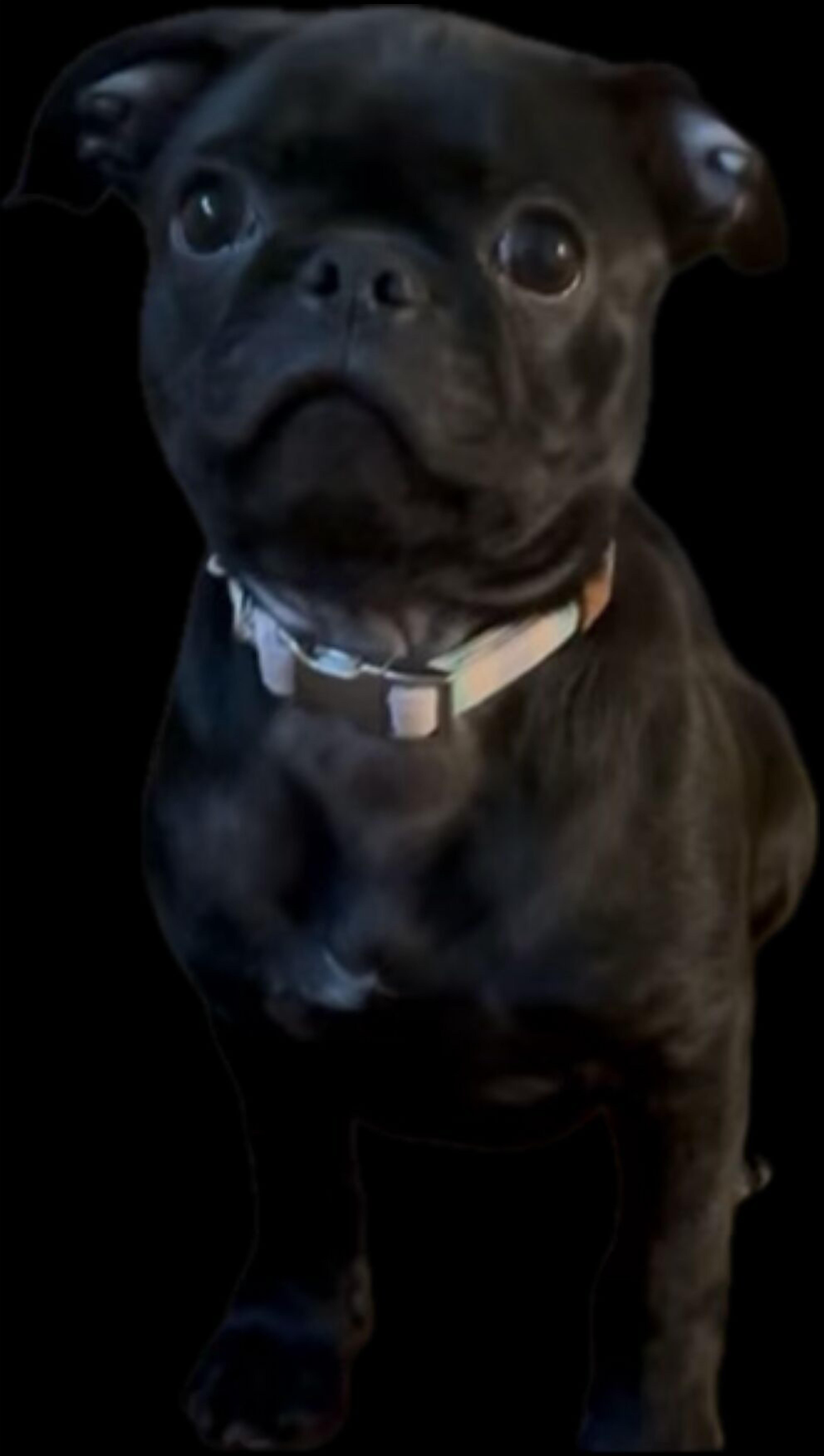 Pet-friendly