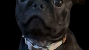 A black dog with a collar. - Sleep next to REAL LIVE Puppies: only half an hour North of Downtown Austin! (Pflugerville)