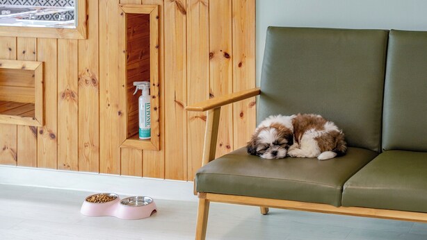 Ein Hund ruht auf einem grünen Sofa, an der Wand Holzvertäfelung und Futternäpfe für Haustiere.