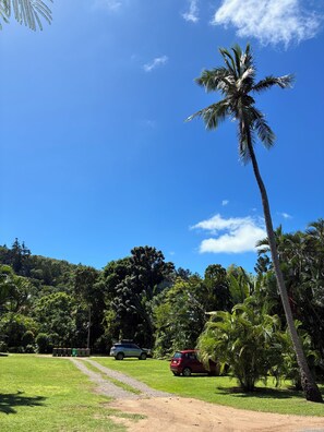 A clear blue sky, a tall palm tree, and a dirt path. - Kooyong Aprtments (Arcadia)