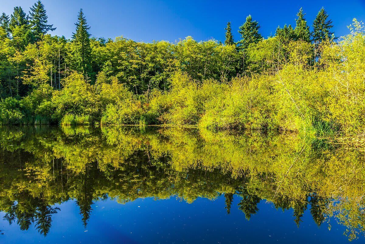 A calm lake reflecting trees and clear blue sky.